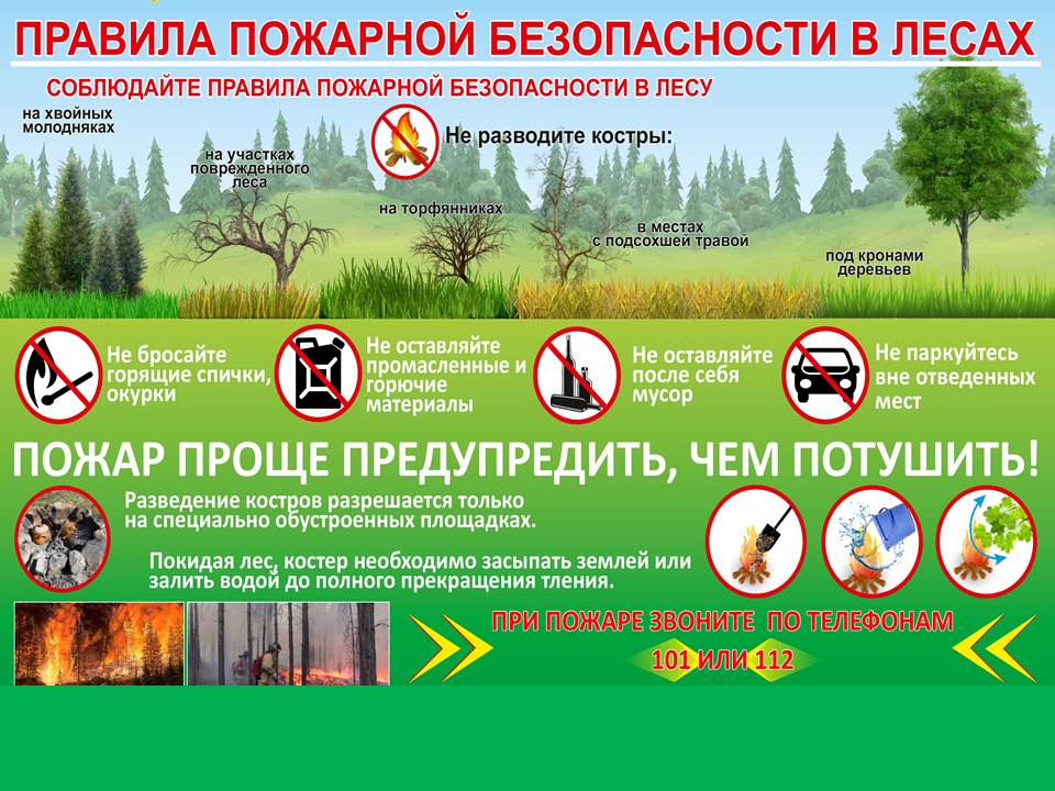 Правила пожарной безопасности в лесах.