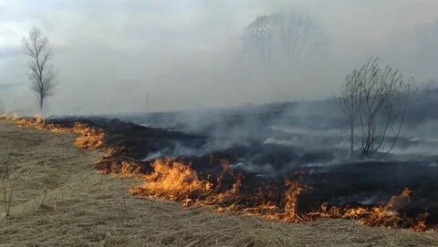 Об установлении особого противопожарного режима на территории Кировской области.